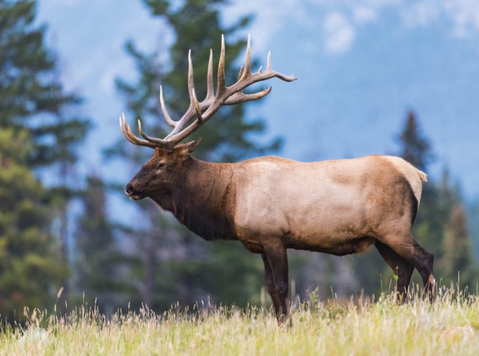 028_Wapiti im Banff-Nationalpark - 44 - Copyright BGSmith – Fotolia.com - Lernidee Reisen - Schoene Aussichten Touristik
